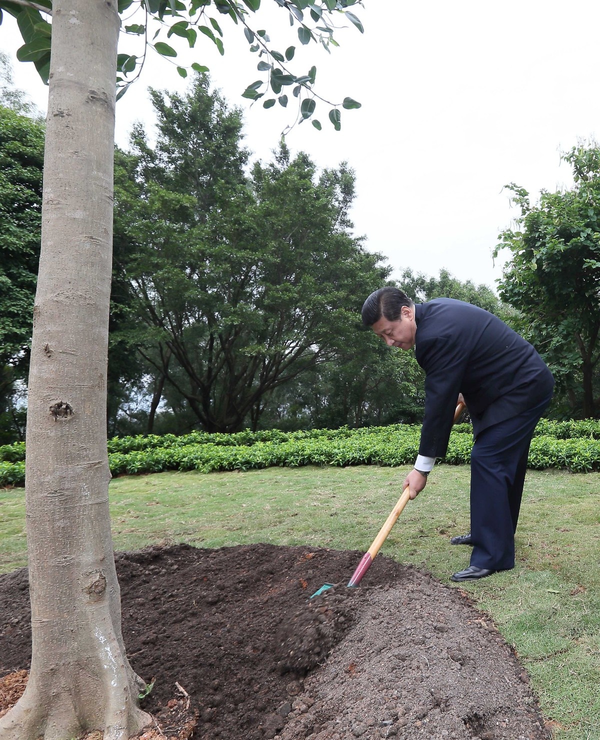 2012年12月8日，習近平在深圳蓮花山公園種下一棵高山榕樹。