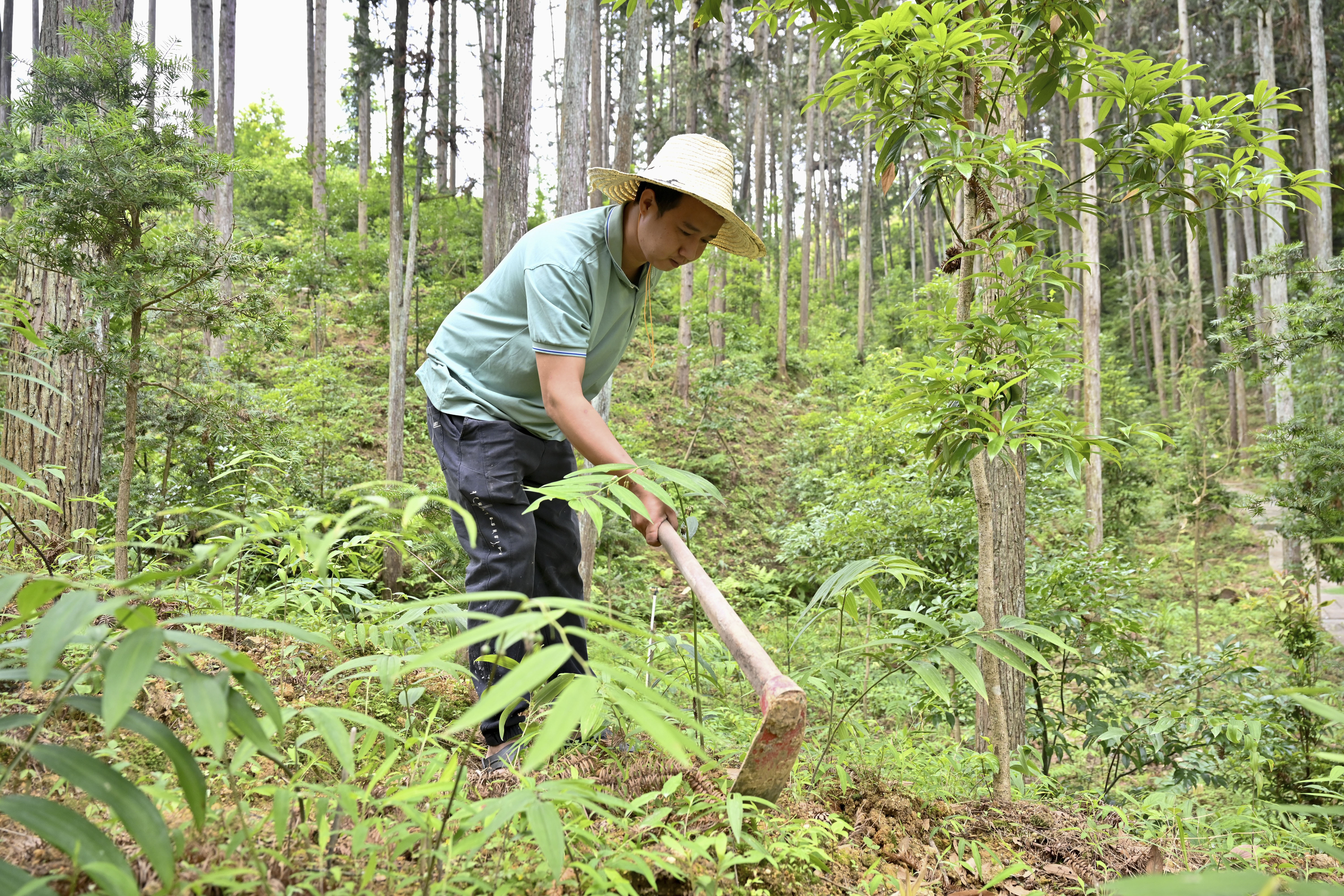 2024年5月9日，福建省三明市馬巖林下經(jīng)濟(jì)種植示范基地工人在管理林下種植的多花黃精。