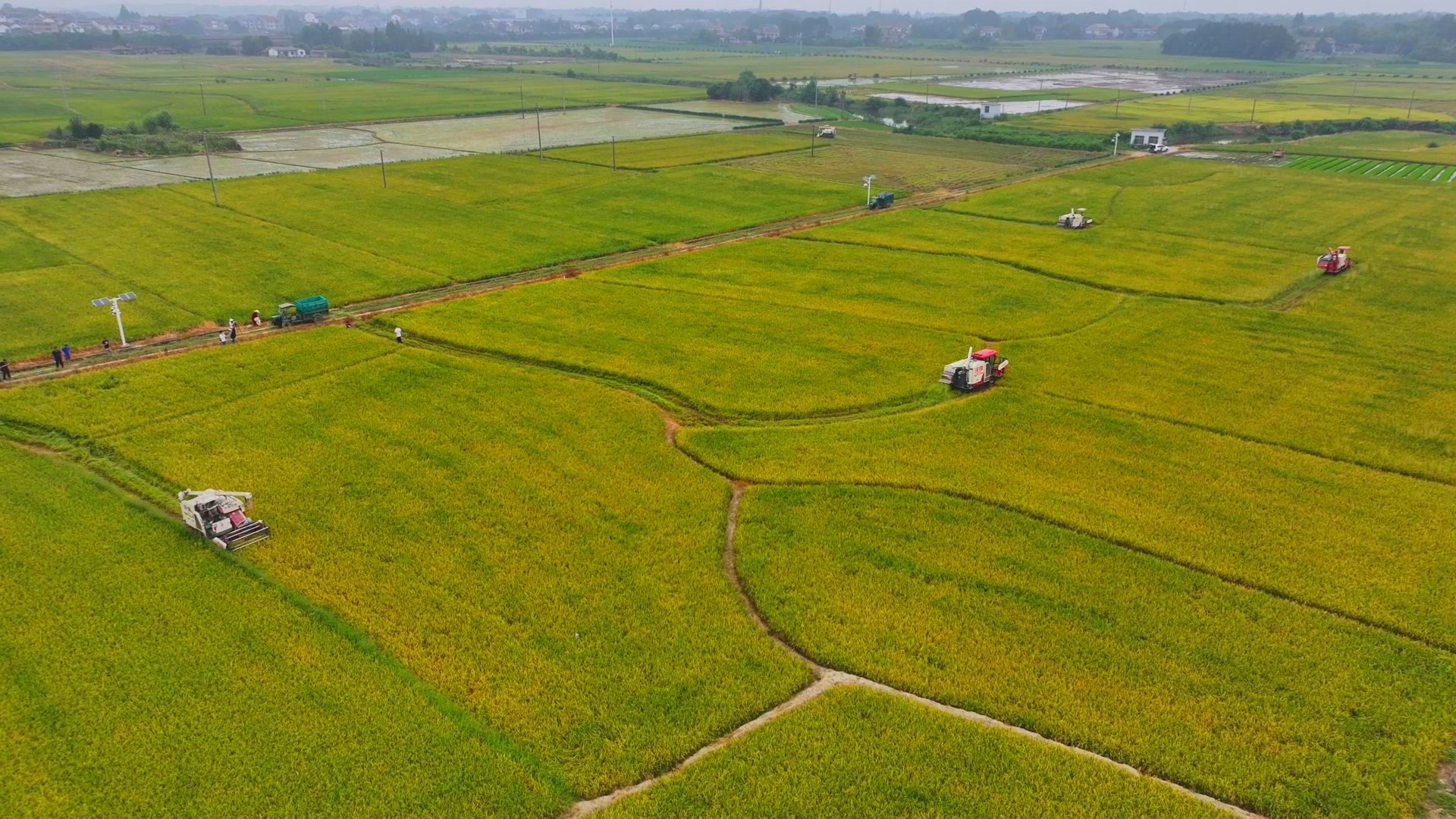 數(shù)臺收割機(jī)同時(shí)作業(yè)。常德市鼎城區(qū)融媒體中心供圖